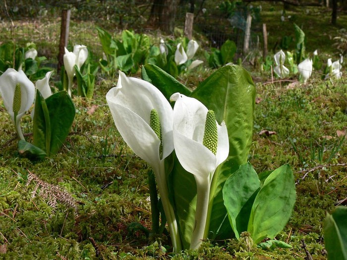 北海道花期汇总 快来围观啊 让你到北海道知道什么时期看什么花 卡咩 十六番