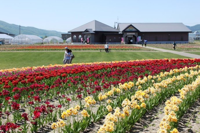 北海道花期汇总 快来围观啊 让你到北海道知道什么时期看什么花 卡咩 十六番