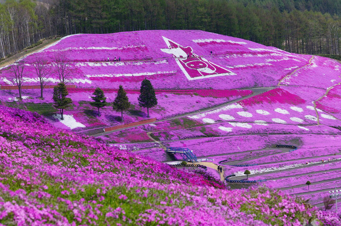 北海道花期汇总 快来围观啊 让你到北海道知道什么时期看什么花 卡咩 十六番