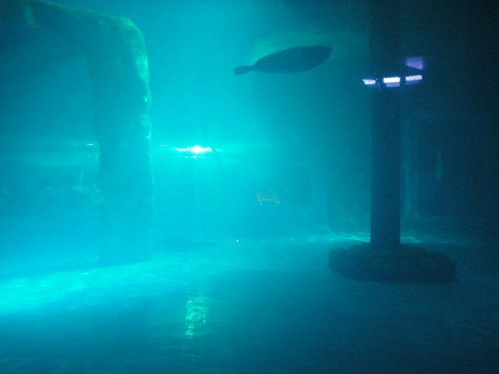 8月1日至5日香港迪士尼,海洋公园,浅水湾,黄大