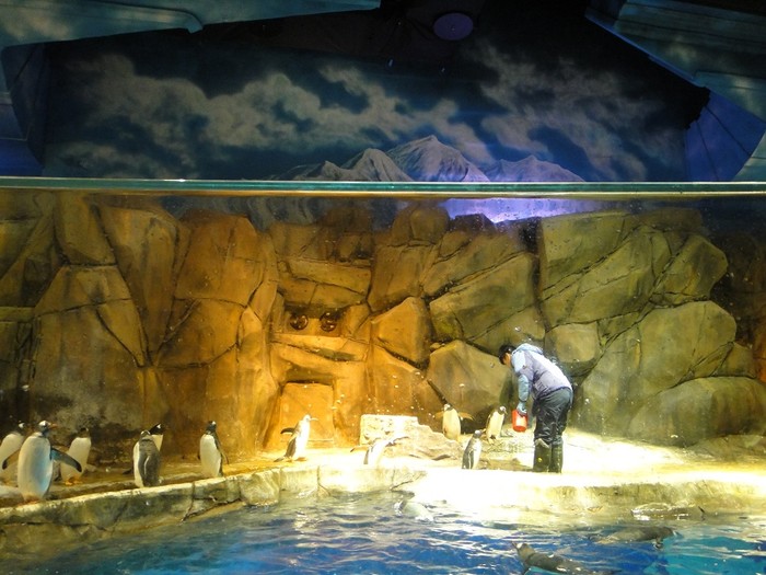 8月1日至5日香港迪士尼,海洋公园,浅水湾,黄大