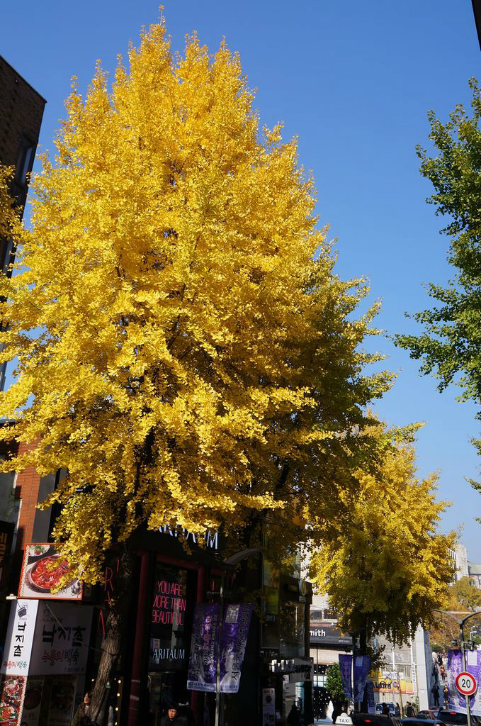 超详细的韩国首尔自由行攻略(签证,住宿,退税,