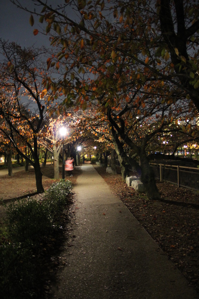 20151119-1124日本本州游,东京进大阪出,赏美