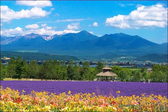 日本北海道富良野 Furano 旅游攻略 富良野旅行攻略 简介 交通 景点 住宿 Boom16 十六番