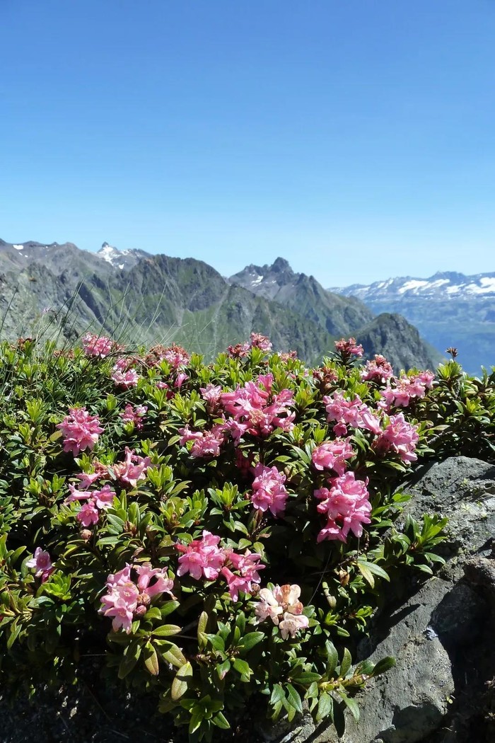野杜鹃一齐开放,漫山遍野的杜鹃树红得轰轰烈烈;捧一团赤色的花瓣