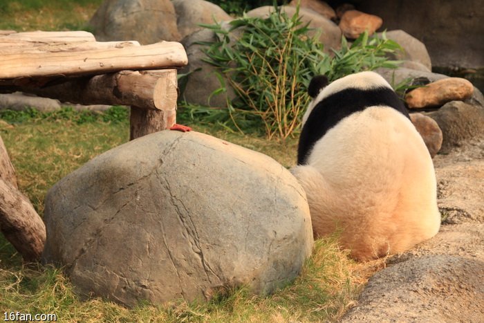 梦境奇缘,白色恐龙与老鼠的邂逅——一场关于勇气与转变的解梦之旅 梦境奇缘,白色恐龙与老鼠的邂逅——一场关于勇气与转变的解梦之旅