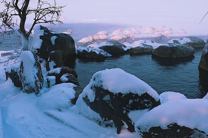 一个人的奇妙之旅 北海道 燦爛的豬 十六番