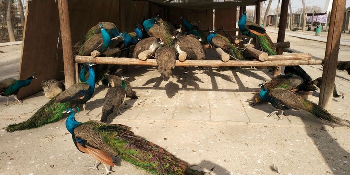 2018年元旦跨年-郑州方特梦幻王国、黄河、博