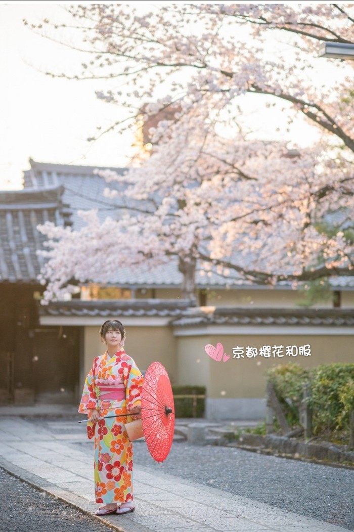 2020年樱花开花预测图 京都樱花和服 小丸子 十六番