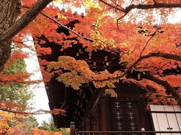 京都的禅意寺庙 真如堂 樱花和服体验 京都樱花和服 小丸子 十六番