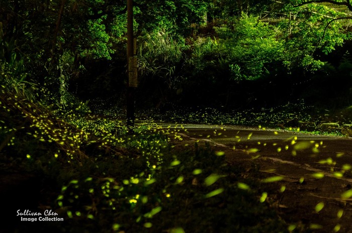 【花蓮在地人】春季限定:來花蓮看螢火蟲吧!