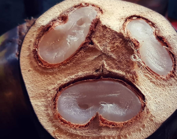 它名为海椰子,也称复椰子(double coconut).